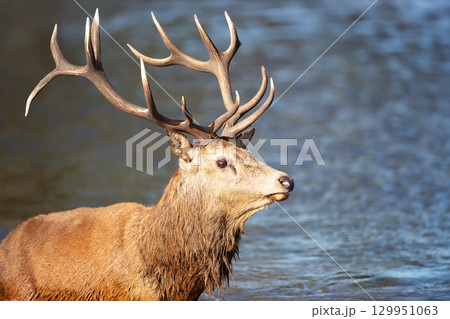 Majestic red deer stag with large antlers standing in water during rutting season in autumn 129951063
