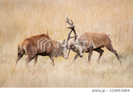 Two red deer stags fighting during rut in autumn Two red deer stags fighting during rut in autumn 129951064