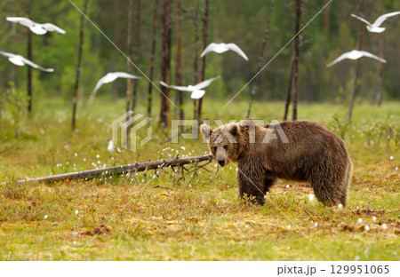 Young Eurasian brown bear standing in the forest 129951065