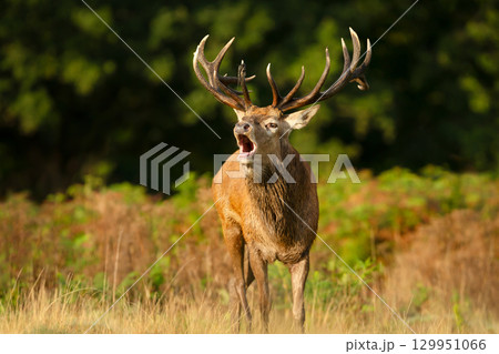 Portrait of a red deer stag calling during the rut in autumn 129951066