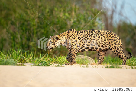 Jaguar walking on a riverbank in the Pantanal, Brazil 129951069