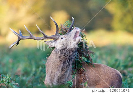 Portrait of a red deer stag calling with bracken on antlers during the rut in autumn 129951071