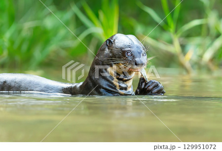 Giant otter eating fish in a river in the Pantanal, Brazil 129951072
