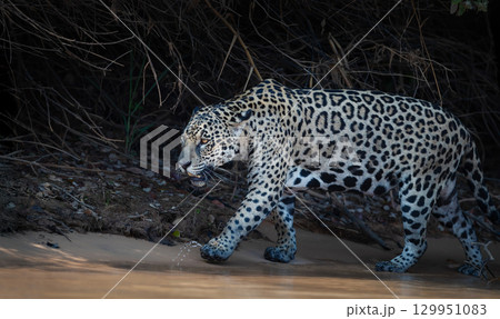 Jaguar stalking prey on a riverbank in the Pantanal, Brazil 129951083