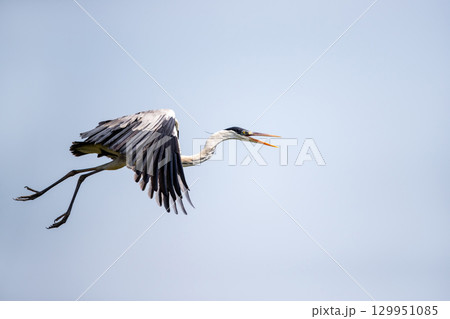 Cocoi heron in flight in Pantanal wetlands, Brazil Cocoi heron in flight in Pantanal wetlands, Brazil 129951085