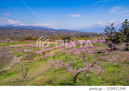 【山梨県韮崎市】新府桃源郷 129951146