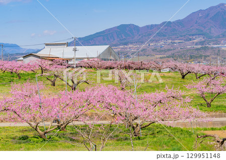 【山梨県韮崎市】新府桃源郷 129951148