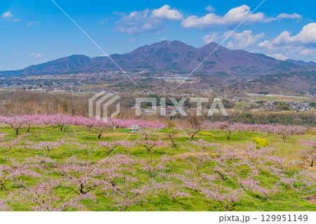 【山梨県韮崎市】新府桃源郷 129951149