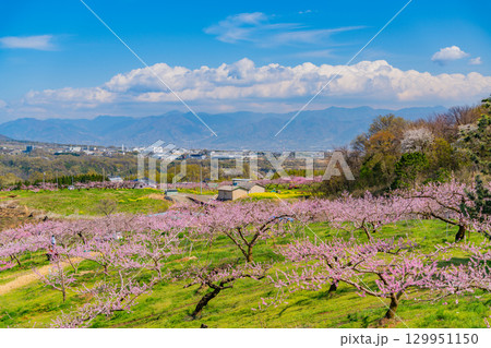 【山梨県韮崎市】新府桃源郷 129951150