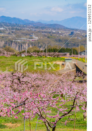 【山梨県韮崎市】新府桃源郷 129951152