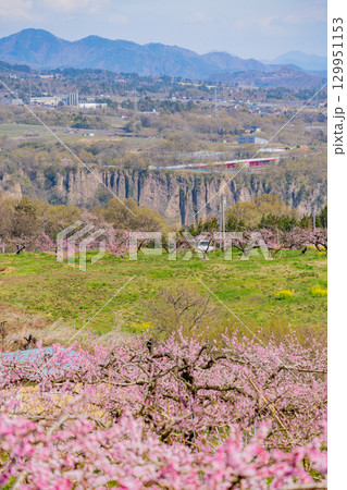 【山梨県韮崎市】新府桃源郷 129951153