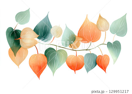 ホオズキ（鬼灯）水彩画風 129951217