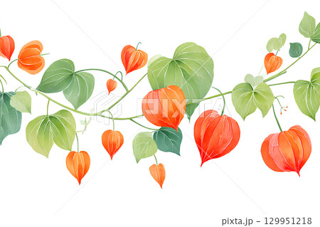 ホオズキ（鬼灯）水彩画風 129951218