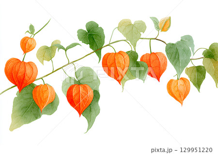 ホオズキ(鬼灯)水彩画風 ホオズキ(鬼灯)水彩画風 129951220