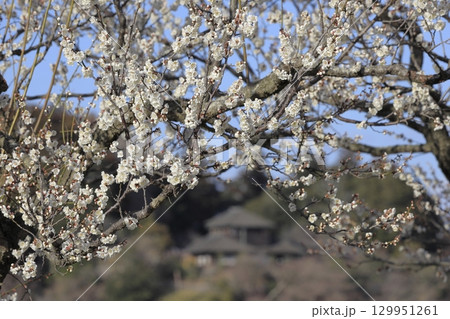 快晴の青空と、満開の白梅と、水戸の偕楽園の好文亭（こうぶんてい） 129951261