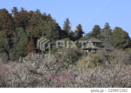 快晴の青空と、満開の紅白の梅と、水戸の偕楽園の好文亭(こうぶんてい) 快晴の青空と、満開の紅白の梅と、水戸の偕楽園の好文亭(こうぶんてい) 129951262