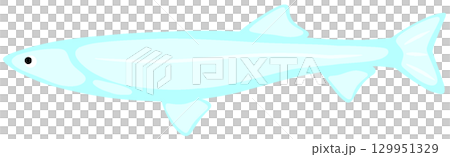 Ariake icefish 129951329