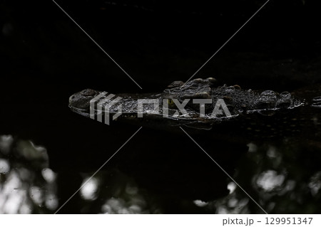 Close up crocodile is show head in river 129951347