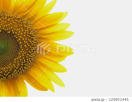 ヒマワリの花びらのクローズアップ 129951445
