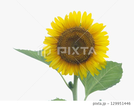 ヒマワリの花びらのクローズアップ 129951446