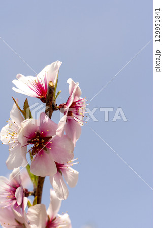 青空に映える桃の花 129951841