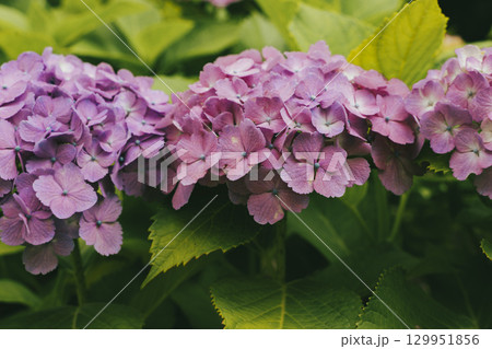 紫の紫陽花 129951856