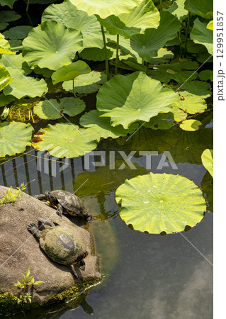 池に浮かぶ蓮の葉と亀 池に浮かぶ蓮の葉と亀 129951857