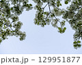 青空に白いハナミズキ 129951877
