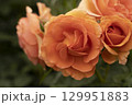 花びらが美しいバラ 129951883