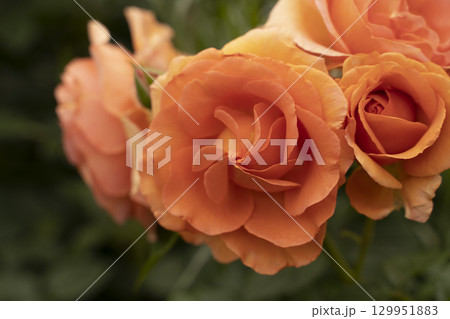 花びらが美しいバラ 花びらが美しいバラ 129951883
