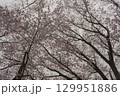 空一面の桜 129951886