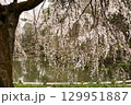 満開のしだれ桜 129951887