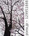 桜の木を見上げる 129951888