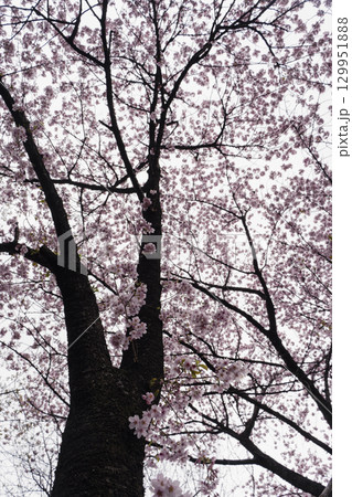 桜の木を見上げる 129951888