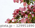 赤いハナミズキの花 129951890