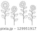 ひまわりの線画イラスト 129951917