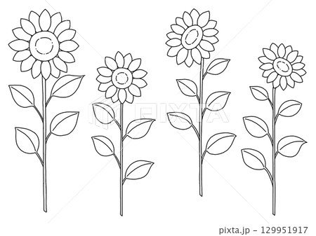 ひまわりの線画イラスト 129951917