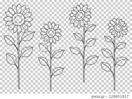 ひまわりの線画イラスト 129951917