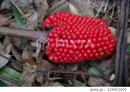 独特な形の仏炎苞で実はムサシアブミ1 独特な形の仏炎苞で実はムサシアブミ1 129952005