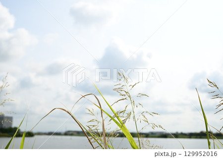 草と油ヶ淵 129952016