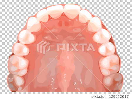 Upper jaw illustration Upper jaw illustration 129952017