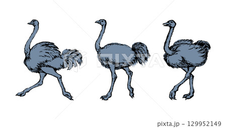 Vector drawing. Ostrich in the steppe 129952149
