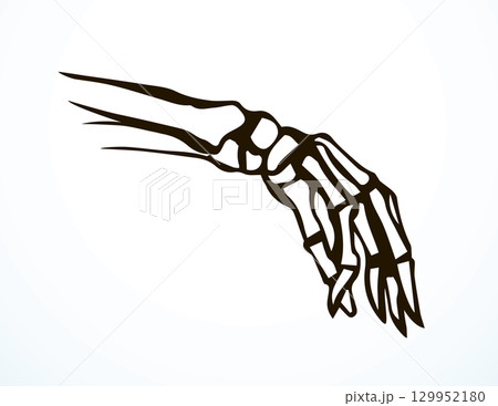 Vector drawing. Bones of the hand 129952180