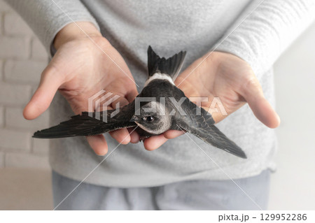 White-belted swift bird sits on a woman's hands White-belted swift bird sits on a woman's hands 129952286