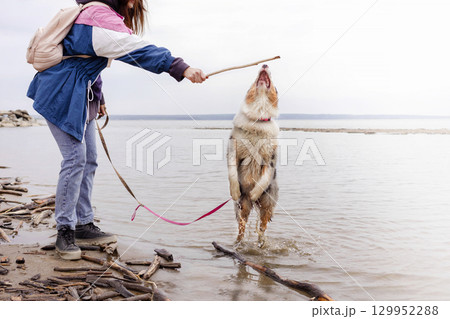Aussie Australian Shepherd dog in blue marble color jumps after stick out of water, woman walks with dog. 129952288