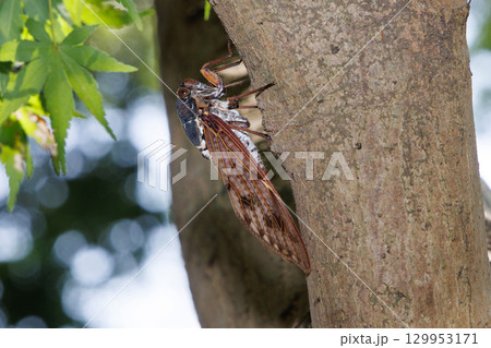 木に止まるアブラゼミ 129953171