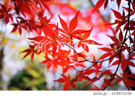 真っ赤な紅葉 129953199