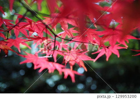 真っ赤な紅葉 129953200