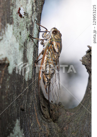 木に止まるツクツクボウシ 木に止まるツクツクボウシ 129953225