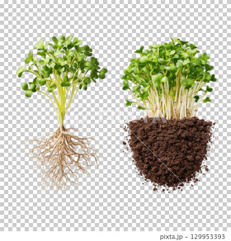 Microgreen plant with roots and soil, fresh green leaves sprouting vibrantly, symbolizing growth and natural health 129953393